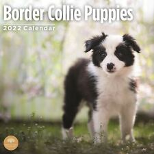 Border collie puppies for sale  MANCHESTER