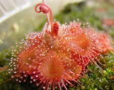 Drosera sessilifolia pianta usato  Reggio Calabria