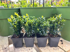 9cm buxus boxwood for sale  HARLOW