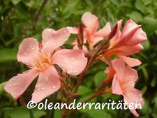 Oleander cuttings tito for sale  Shipping to Ireland