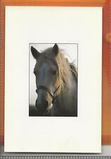 Horse postcard sweet for sale  ALTON