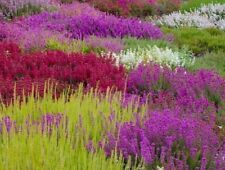 Mixed heathers plants for sale  NELSON