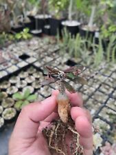 Caudex euphorbia ambovombensis for sale  Shipping to Ireland