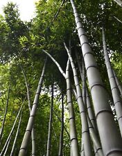Samen bambusa bambus gebraucht kaufen  Calw