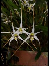 Orchid species diplocaulobium for sale  Sacramento