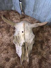 Real longhorn skull for sale  Montpelier
