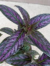 Sold persian shield for sale  Hercules