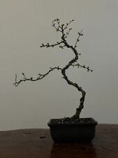 European larch bonsai for sale  LEEDS