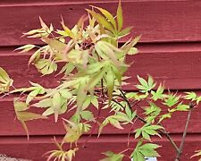 Acer palmatum ushi for sale  CRANBROOK