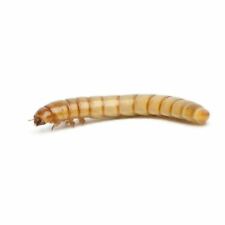 Live mealworms free for sale  Port Allen