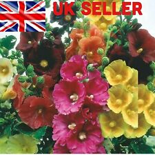 Giant hollyhocks mixed for sale  TENTERDEN