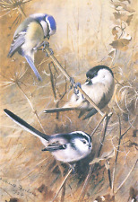 Long tailed tit. for sale  NELSON