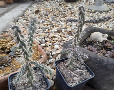 Cylindropuntia imbricata fh520 gebraucht kaufen  Odenkirchen