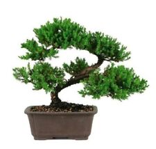 Japanese dwarf juniper for sale  Spring Hill