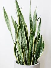 Snake plant cutting for sale  Avondale