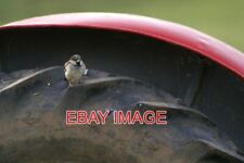 Foto house sparrow gebraucht kaufen  Versand nach Germany