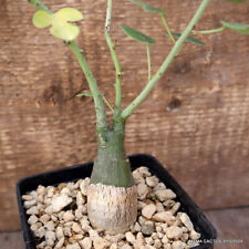 Used, D869 ADENIA SPINOSA pot10-H36-W3,5 cm MaMa Cactus for sale  Shipping to South Africa