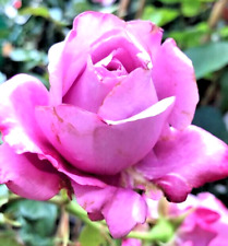 Bush rose plant for sale  BIRMINGHAM