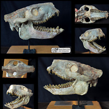 Open mouth oreodont for sale  Windermere