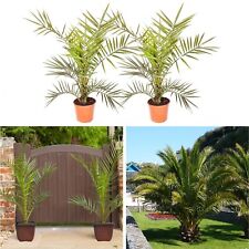 Hardy phoenix palm for sale  LIVERPOOL