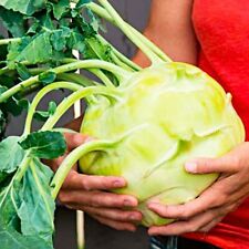 Samen kohlrabi gigant gebraucht kaufen  Parey