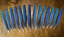 Macaw tail feathers for sale  Anadarko
