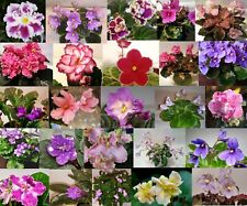 African violet mini for sale  Louisville