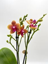 Fragrant orchid orange for sale  LONDON