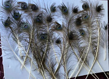 Blue peacock feathers for sale  Hillsdale