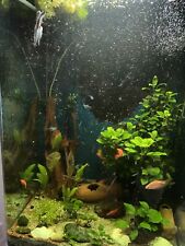 Aquarium drh cube gebraucht kaufen  Erfurt