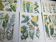 6 x Botanical Wild Flowers Botanical Prints By Nicholson Floral Art  Lot N03, used for sale  LEICESTER