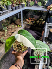 (Real Picture) Syngonium Ciaphense Variegated 3 Leaf Free Pithosanitary for sale  Shipping to South Africa