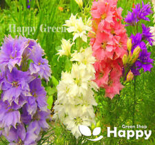 Rocket larkspur mix for sale  Shipping to Ireland