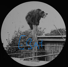 Bear pole london usato  Spedire a Italy