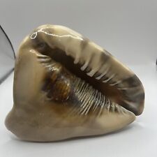 Horned conch queen for sale  Harrisville