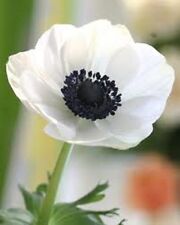 White anemone flower for sale  Council Bluffs