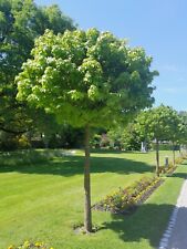 Liquidambar styraciflua gumbal gebraucht kaufen  Dillingen a.d.Donau