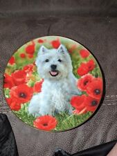 Westie popies danbury for sale  Earling