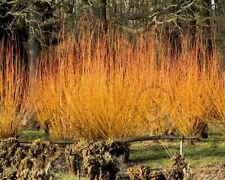 Red willow salix for sale  SHANKLIN