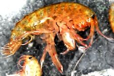 Gammarus shrimps starter for sale  BRISTOL