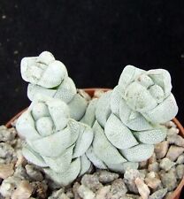 Crassula deceptor smaller for sale  EASTBOURNE