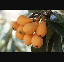 Loquat tree cuttings for sale  Queen Creek