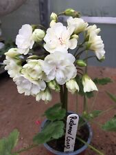 Pelargonium zonartic rushmore for sale  NORTHWICH