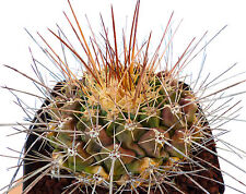 Used, 10 Thelocactus reconensis v. freudenbergerii SEMI SEEDS KORN SEEDS rare for sale  Shipping to South Africa