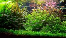 Plantes aquarium 80l d'occasion  Krautergersheim