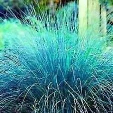 Love Grass- Blue (Eragrostis Elliotii)- 25 Seeds- BOGO 50% off SALE for sale  Shipping to South Africa