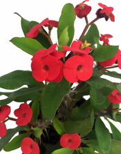 Red crown thorns for sale  Wadsworth