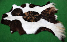 Goat western taxidermy for sale  Taylor