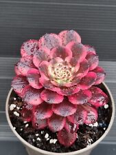 Aeonium fireworks for sale  KILMARNOCK