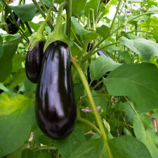 Black beauty eggplant for sale  Canada